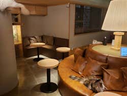 Bar con gatos para acariciar