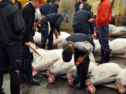 Mercado de Tsukiji, subasta atunes